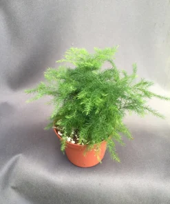Plumosus Fern Live Plant – Asparagus setaceus – Rooted in 3 inch Pot – Indoor/Outdoor - Image 1