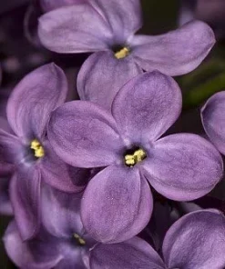 Pocahontas Lilac Plant – Syringa – Live Shrub – 4 inch Pot – Outdoor - Image 2