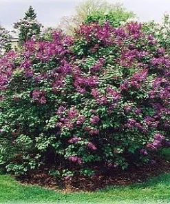 Pocahontas Lilac Plant – Syringa – Live Shrub – 4 inch Pot – Outdoor - Image 3