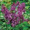 Pocahontas Lilac Plant – Syringa – Live Shrub – 4 inch Pot – Outdoor - Image 1