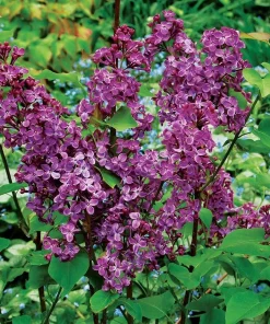 Pocahontas Lilac Plant – Syringa – Live Shrub – 4 inch Pot – Outdoor - Image 1