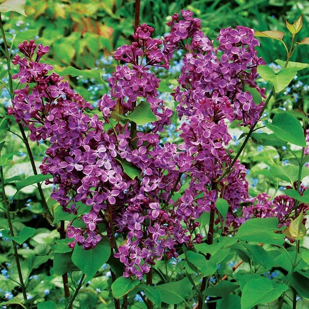 Pocahontas Lilac Plant – Syringa – Live Shrub – 4 inch Pot – Outdoor - Image 1