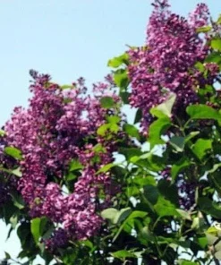 Pocahontas Lilac Plant – Syringa – Live Shrub – 4 inch Pot – Outdoor - Image 4