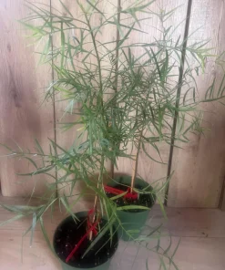 Podocarpus gracilior in 6