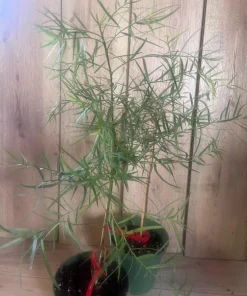 Podocarpus gracilior in 6