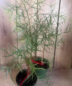 Podocarpus gracilior in 6