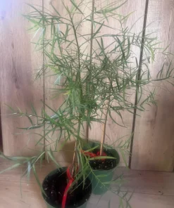 Podocarpus gracilior in 6