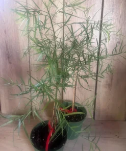 Podocarpus gracilior in 6