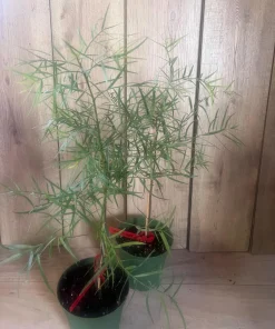 Podocarpus gracilior in 6