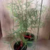 Podocarpus gracilior in 6" Pot. African Fern Pine" - Image 1