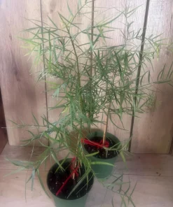 Podocarpus gracilior in 6