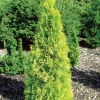 Polar Gold Arborvitae Thuja Live Plant - Evergreen Shrub - 4" Pot - Outdoor - Image 1