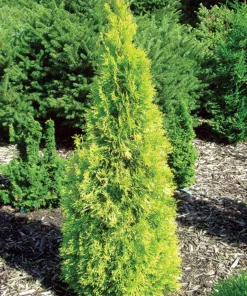 Polar Gold Arborvitae Thuja Live Plant - Evergreen Shrub - 4