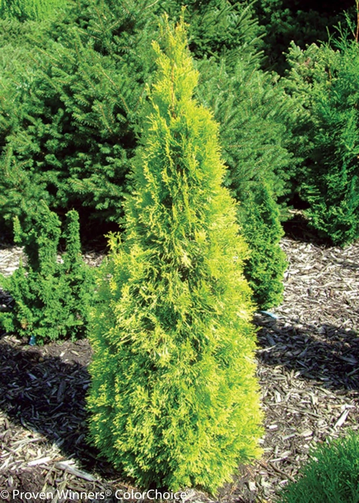 Polar Gold Arborvitae Thuja Live Plant - Evergreen Shrub - 4" Pot - Outdoor - Image 1