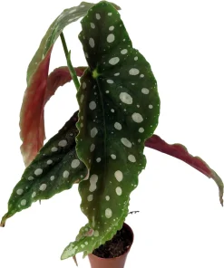 Polka Dot Begonia Live Plant - Begonia Maculata - 2 inch Pot - Indoor - Image 2