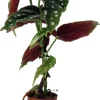 Polka Dot Begonia Live Plant - Begonia Maculata - 2 inch Pot - Indoor - Image 1
