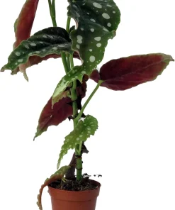 Polka Dot Begonia Live Plant - Begonia Maculata - 2 inch Pot - Indoor - Image 1