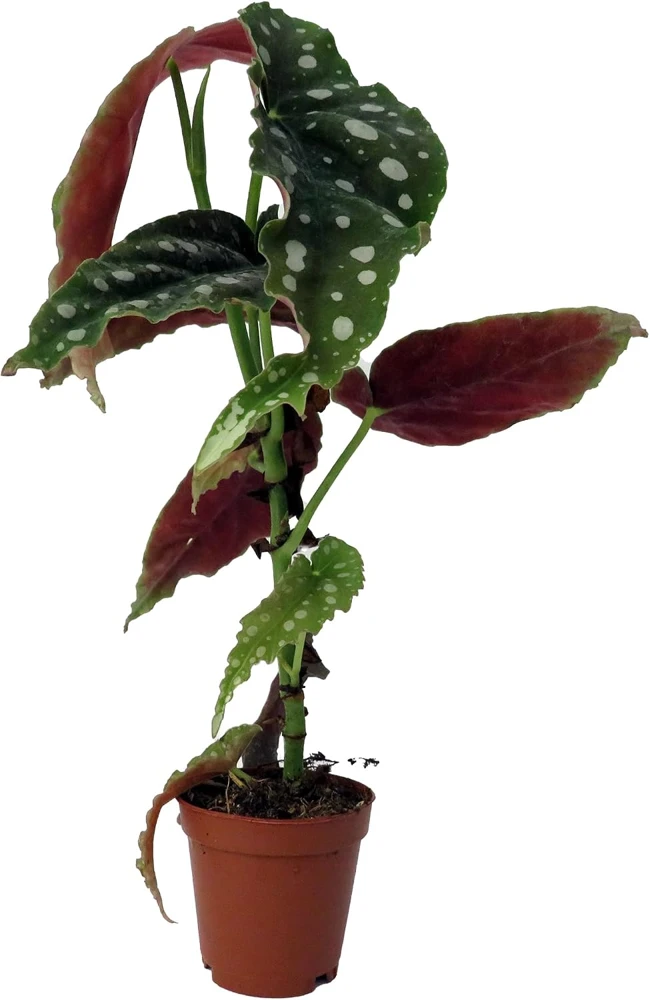 Polka Dot Begonia Live Plant - Begonia Maculata - 2 inch Pot - Indoor - Image 1