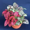 Polka Dot Plant Live Plant (Hypoestes) - 3 Inch Pot - Colorful Foliage - Image 1