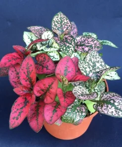 Polka Dot Plant Live Plant (Hypoestes) - 3 Inch Pot - Colorful Foliage - Image 1