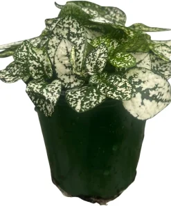 Polka Dot Plant Live Plant – White Splash Hypoestes – 3.5" Pot – Colorful Indoor Houseplant - Image 2