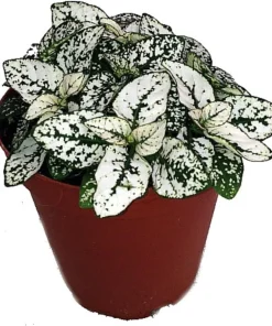 Polka Dot Plant Live Plant – White Splash Hypoestes – 3.5
