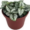 Polka Dot Plant Live Plant – White Splash Hypoestes – 3.5" Pot – Colorful Indoor Houseplant - Image 1