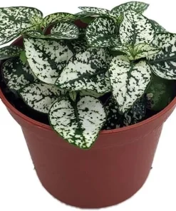 Polka Dot Plant Live Plant – White Splash Hypoestes – 3.5