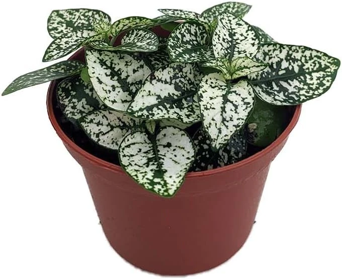 Polka Dot Plant Live Plant – White Splash Hypoestes – 3.5" Pot – Colorful Indoor Houseplant - Image 1