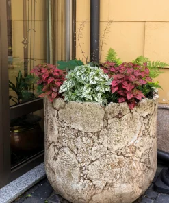 Polka Dot Plant Seeds Mixed Colors - Hypoestes Phyllostachya - 10 Seeds - Image 10