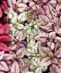 Polka Dot Plant Seeds Mixed Colors - Hypoestes Phyllostachya - 10 Seeds - Image 2