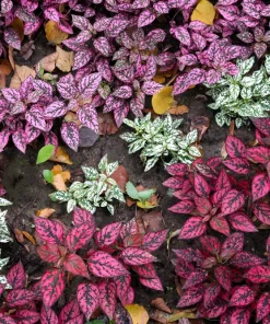 Polka Dot Plant Seeds Mixed Colors - Hypoestes Phyllostachya - 10 Seeds - Image 3