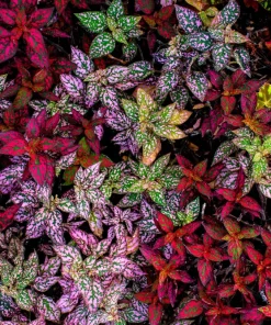 Polka Dot Plant Seeds Mixed Colors - Hypoestes Phyllostachya - 10 Seeds - Image 4