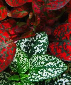 Polka Dot Plant Seeds Mixed Colors - Hypoestes Phyllostachya - 10 Seeds - Image 5
