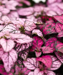 Polka Dot Plant Seeds Mixed Colors - Hypoestes Phyllostachya - 10 Seeds - Image 6