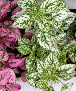 Polka Dot Plant Seeds Mixed Colors - Hypoestes Phyllostachya - 10 Seeds - Image 7