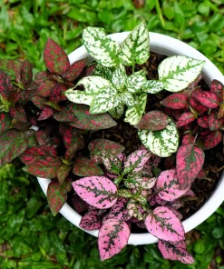 Polka Dot Plant Seeds Mixed Colors - Hypoestes Phyllostachya - 10 Seeds - Image 8