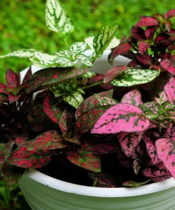 Polka Dot Plant Seeds Mixed Colors - Hypoestes Phyllostachya - 10 Seeds - Image 9
