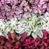 Polka Dot Plant Seeds Mixed Colors - Hypoestes Phyllostachya - 10 Seeds - Image 1