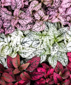 Polka Dot Plant Seeds Mixed Colors - Hypoestes Phyllostachya - 10 Seeds - Image 1