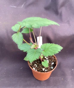 Ponca Thornless Blackberry Live Plant – Sweet Fruit – Rooted in 3 inch Pot - Image 2