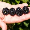 Ponca Thornless Blackberry Live Plant – Sweet Fruit – Rooted in 3 inch Pot - Image 1