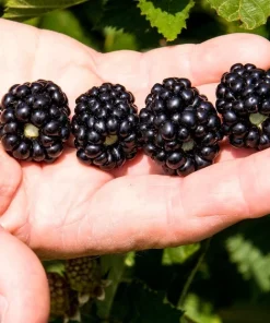 Ponca Thornless Blackberry Live Plant – Sweet Fruit – Rooted in 3 inch Pot - Image 1