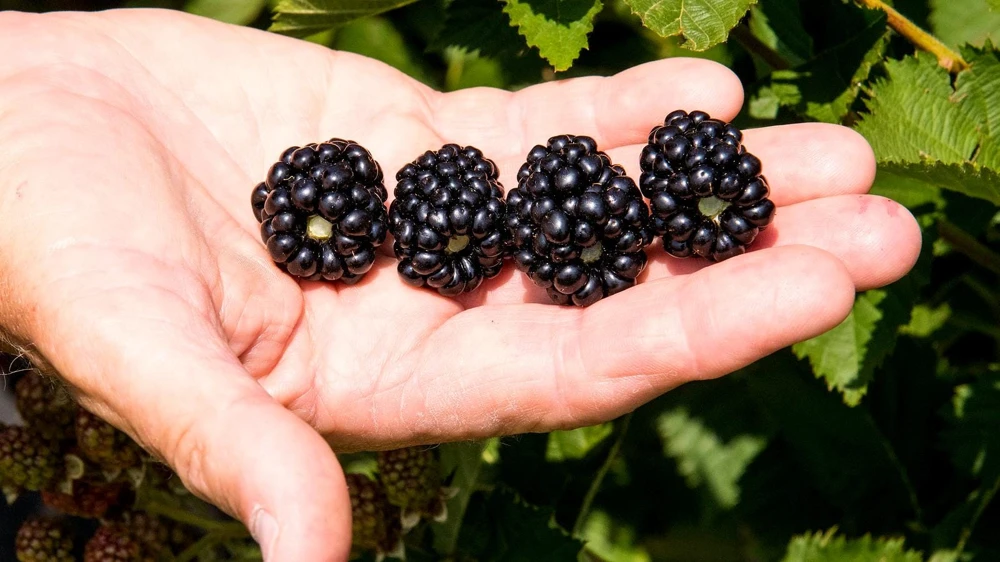 Ponca Thornless Blackberry Live Plant – Sweet Fruit – Rooted in 3 inch Pot - Image 1