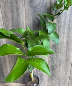 Ponderosa Lemon in half Gallon Pot, Grafted, ca,az ,ak,tx,hi,la,pr,usvi - Image 3