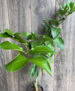 Ponderosa Lemon in half Gallon Pot, Grafted, ca,az ,ak,tx,hi,la,pr,usvi - Image 4