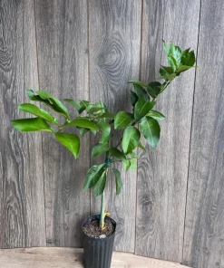 Ponderosa Lemon in half Gallon Pot, Grafted, ca,az ,ak,tx,hi,la,pr,usvi - Image 5