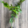 Ponderosa Lemon in half Gallon Pot, Grafted, ca,az ,ak,tx,hi,la,pr,usvi - Image 1