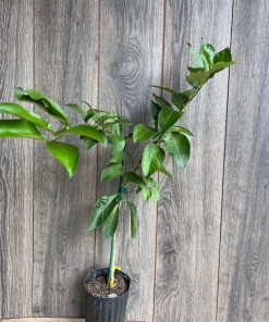 Ponderosa Lemon in half Gallon Pot, Grafted, ca,az ,ak,tx,hi,la,pr,usvi - Image 6