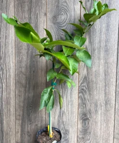 Ponderosa Lemon in half Gallon Pot, Grafted, no shipping to ca,az,ak,tx,hi,la,pr,usvi - Image 4